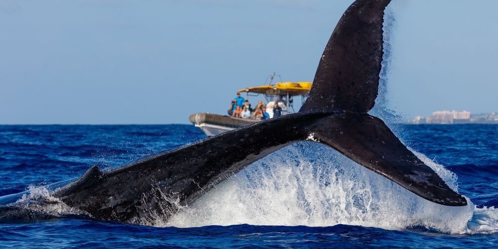 Whale Watching Tour: A Spectacular Sight