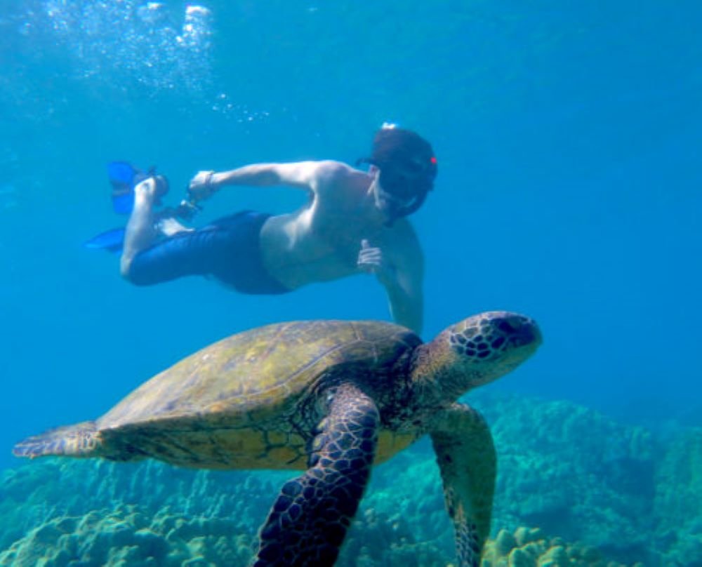 Makena Landing: Snorkeling with Turtles