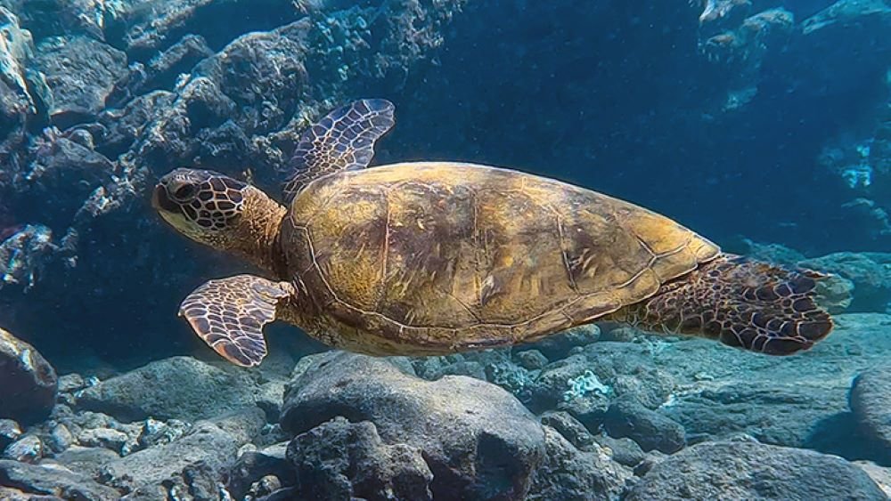 Honokeana Bay: A Hidden Gem for Turtle Watching