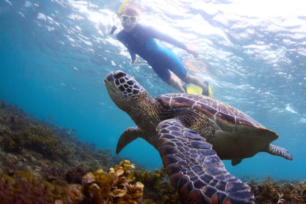 Maluaka Beach: The Famous Turtle Town